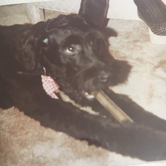 Posh Ambassador. - Picture 8 of 12